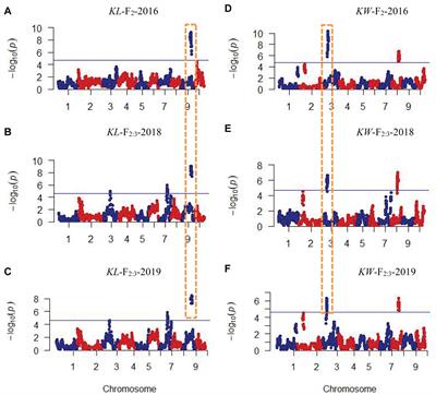 QTL Analysis and Fine Mapping of a Major QTL Conferring Kernel Size in Maize (Zea mays)